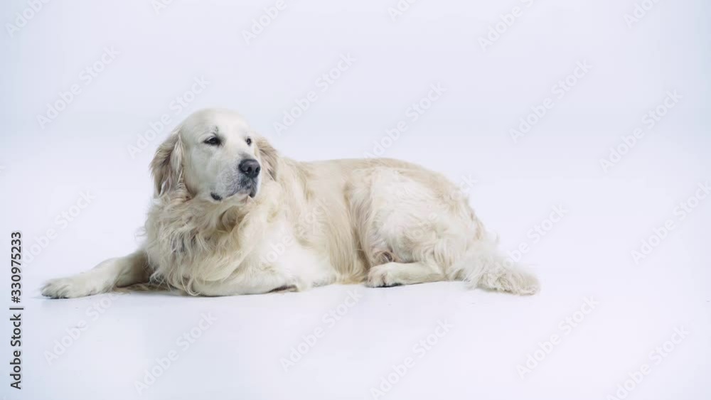 purebred golden retriever lying on white with copy space purebred golden retriever lying on white with copy space