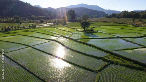 rice fields in the sunlight