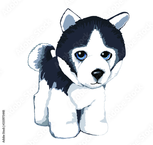 dog on a white background