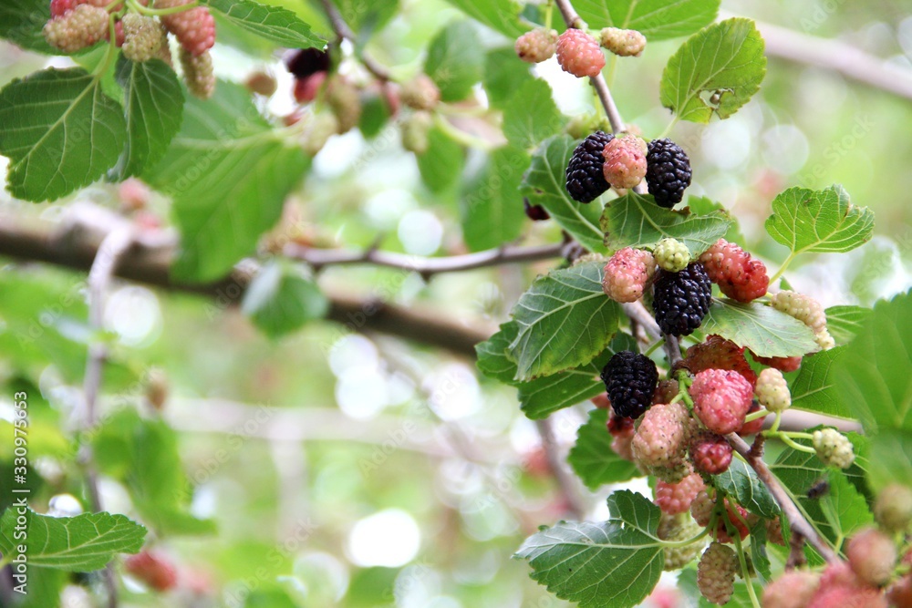 Mulberry, nature background. ripening mulberry berries. Mulberry, nature background. ripening mulberry berries.