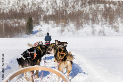 Dog sledding, husky tours. Dog sledding trip and travel at high speed across the Norwegian wilderness.