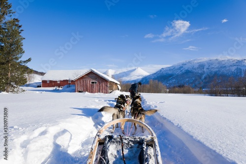 Dog sledding  husky tours in Noway. Dog sledding trip and travel at high speed across the Norwegian wilderness.