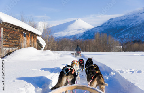 Dog sledding, husky tours in Noway. Dog sledding trip and travel at high speed across the Norwegian wilderness.