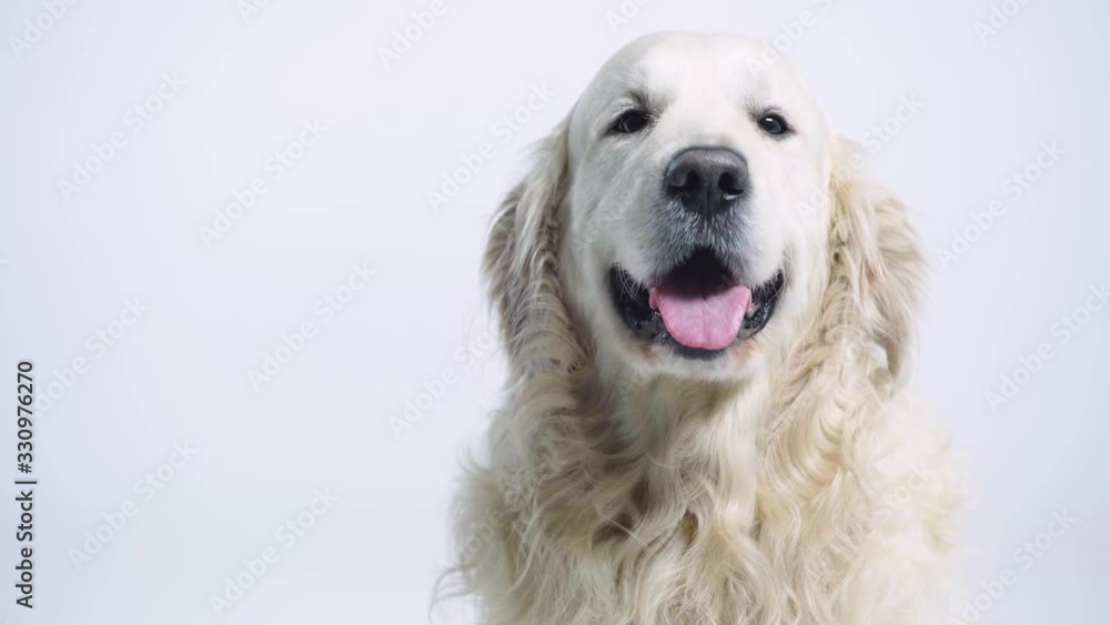 cute golden retriever looking at camera on white cute golden retriever looking at camera on white