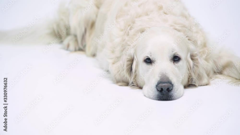 adorable golden retriever looking at camera on white adorable golden retriever looking at camera on white