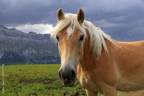 Landscape with horses  Dolomites  Italy