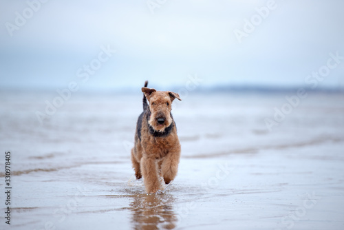 airedale terrier walking in water in the sea