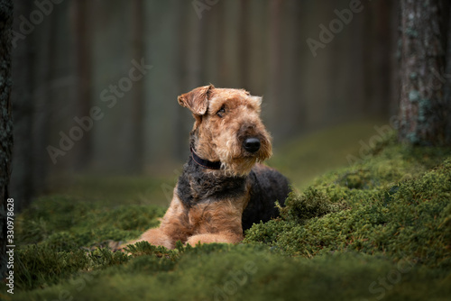 beautiful airedale terrier dog lying down on moss in the forest