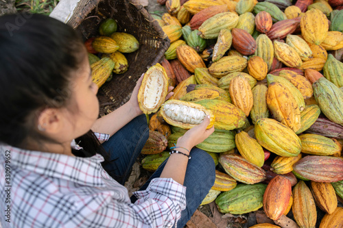 Mujer con fruto de cacao