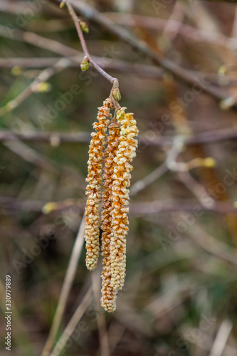 Haselnussblüte an Haselstrauch (lat. Corylus avellana)