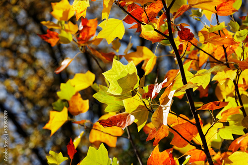 Beautiful autumn yellow leaves