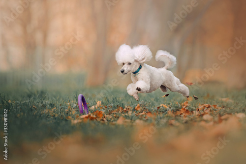 happy white poodle jumping after a toy outdoors photo