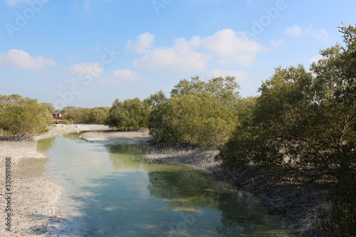tree or plants in mangrove forests of Al Jubail Islands  Abu Dhabi  UAE