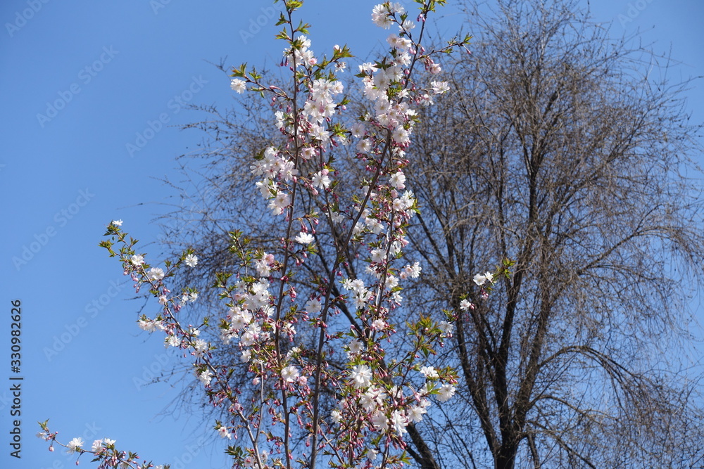 Flowering branches of Japanese cherry tree against blue sky in April Flowering branches of Japanese cherry tree against blue sky in April