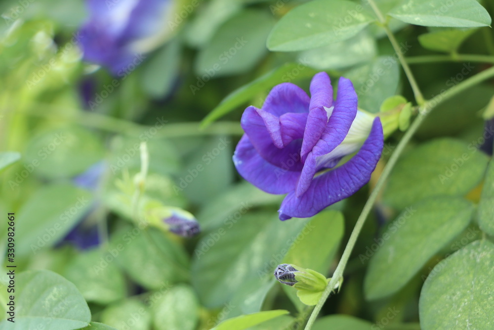 Purple butterfly pea flower and saw blades along the fence. Many butterfly pea flower blooming around the house fence.Clitoria ternatea. Purple butterfly pea flower and saw blades along the fence. Many butterfly pea flower blooming around the house fence.Clitoria ternatea.