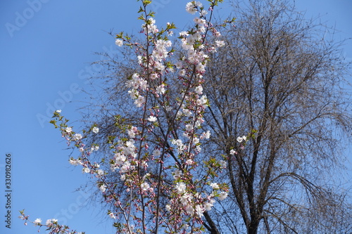 Flowering branches of Japanese cherry tree against blue sky in April