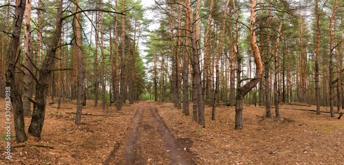 horizontal panorama of a pine forest and a road in spring . wide range of old trunks of trees , the ground strewn with pine needles