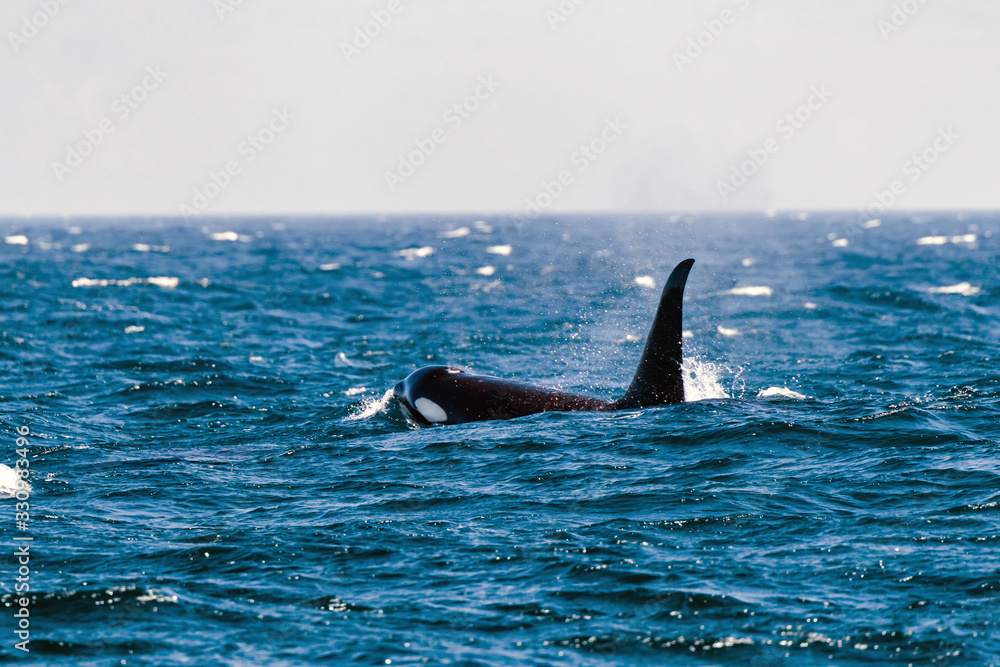 Fototapeta premium 知床の野生動物