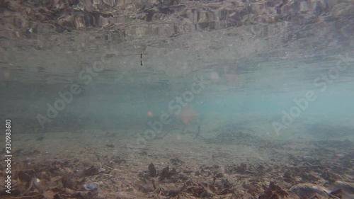 Slow motion underwater view river bed covered with leaves and pebbles. Rock falling into water causing bubbles. Particles floating