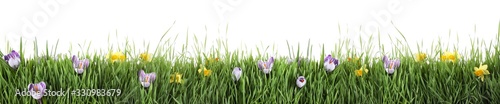Fresh green grass and flowers on white background, banner design. Spring season