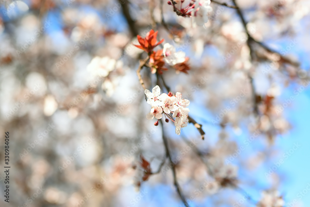 Tender bloom of white flowers of cherry plum in the spring garden. art tender photo. Tender bloom of white flowers of cherry plum in the spring garden. art tender photo.