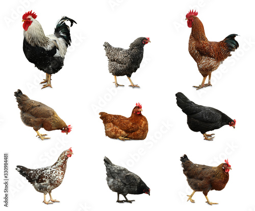 Fotografie, Tablou Collage with chickens and roosters on white background