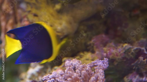 closeup of a bicolor angelfish swimming in the water, tropical fish specie from Asia