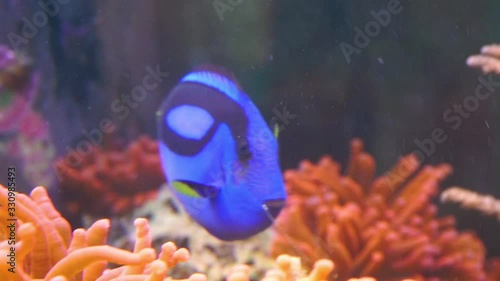 closeup of a blue tang surgeonfish swimming in the water, popular tropical aquarium pet, exotic fish specie from the pacific ocean photo