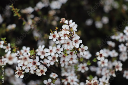 Fleur de Manuka; Leptospermum scoparium