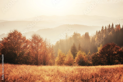 Birch forest in sunny afternoon while autumn season. Autumn Landscape. Ukraine. Europe © standret