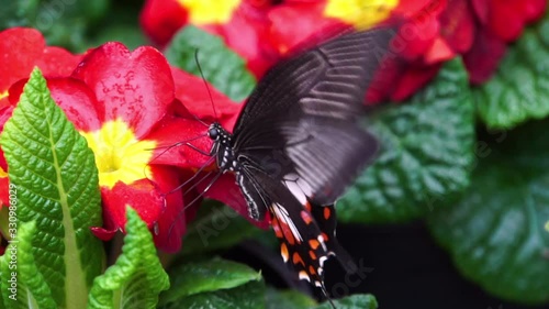 macro closeup of a great mormon butterfly on a flower, tropical insect specie from the philippines of Asia
