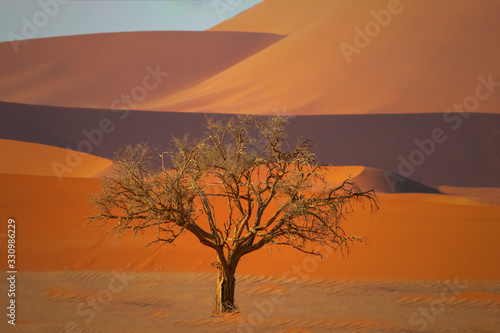 Lonely dead tree in the Namib desert