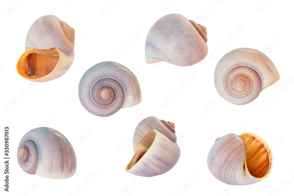 Colorful spiral seashells set on white background Colorful spiral seashells set on white background