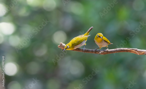 Oriental white-eye Zosterops palpebrosus birds of Thailand photo