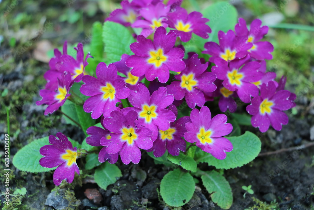 pink flowers, purple flowers, spring is coming