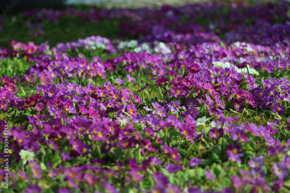pink flowers, purple flowers, spring is coming pink flowers, purple flowers, spring is coming