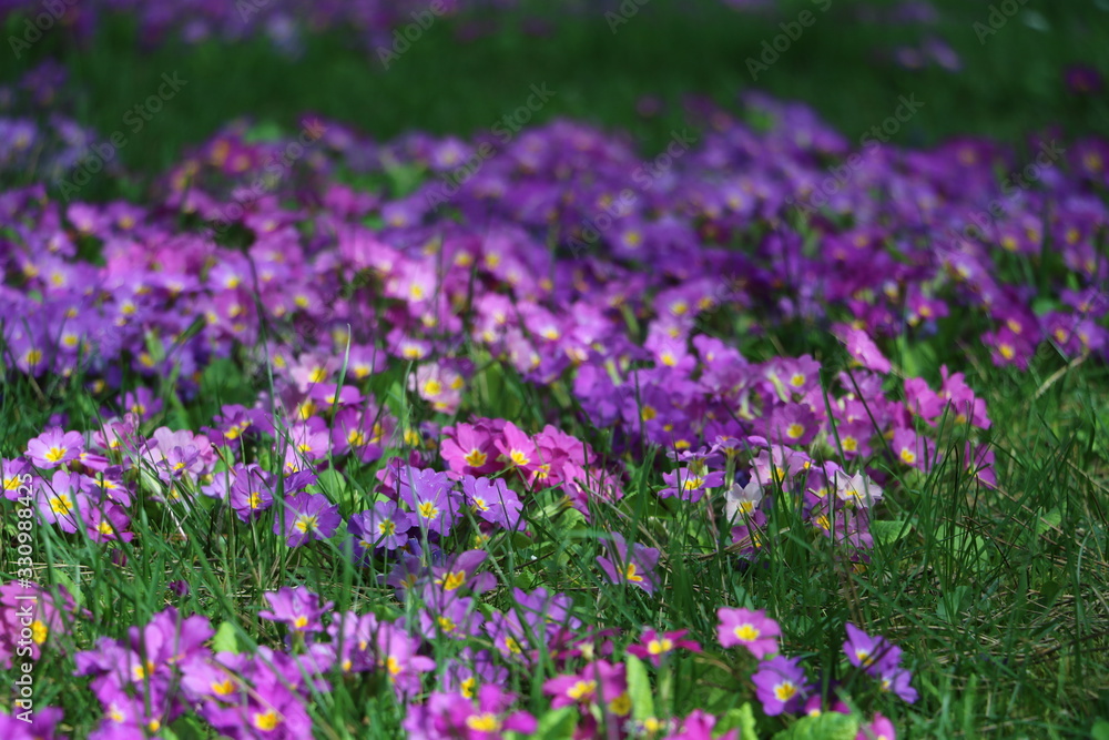 pink flowers and purple flowers in the garden, spring is here, summer is coming pink flowers and purple flowers in the garden, spring is here, summer is coming