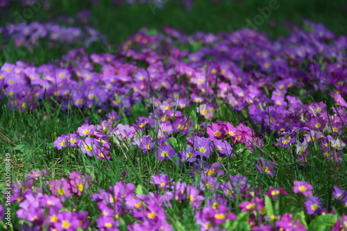 pink flowers and purple flowers in the garden  spring is here  summer is coming