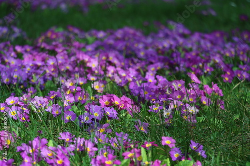 pink flowers and purple flowers in the garden, spring is here, summer is coming