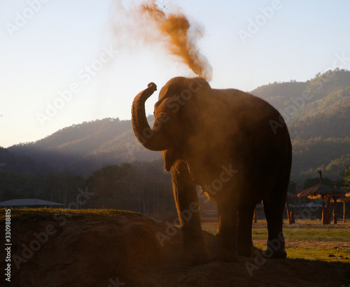 elephant bathing in dust shrowing dirt in the air with his trunk © FluglinseGmbH&CoKG