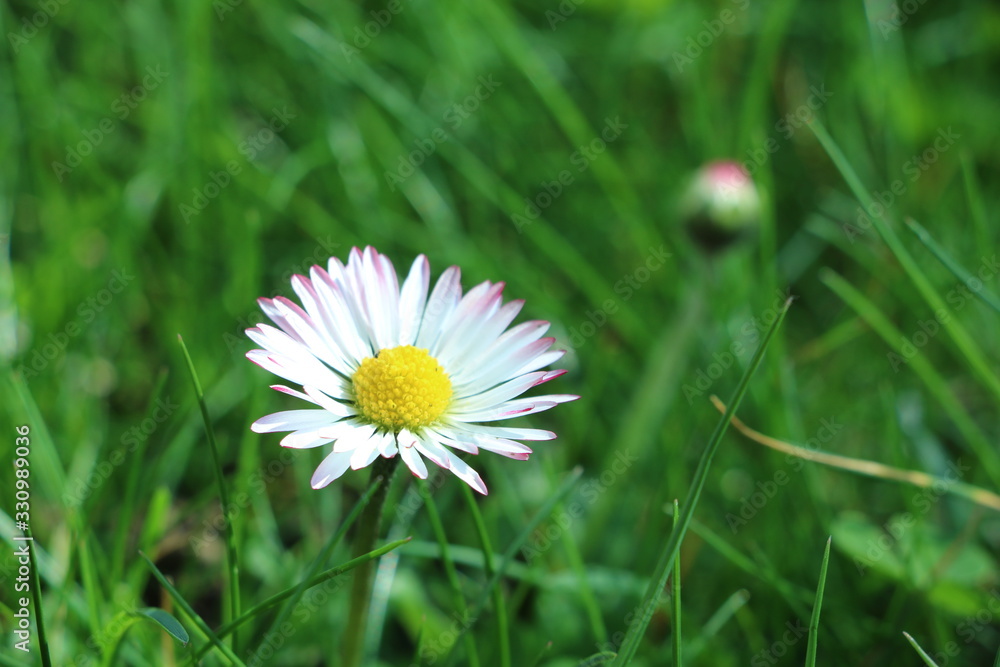 white flowers, chamomile, japanese flowers, summer is coming, spring is here white flowers, chamomile, japanese flowers, summer is coming, spring is here