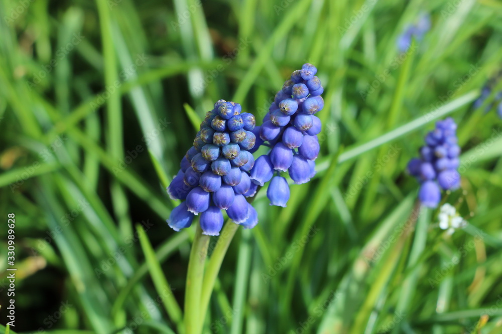 blue flowers, purple flowers, spring is coming blue flowers, purple flowers, spring is coming