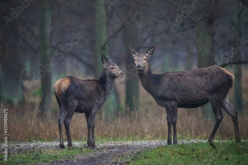 Fototapeta Naklejka Na Ścianę i Meble -  Two deer - Denmark