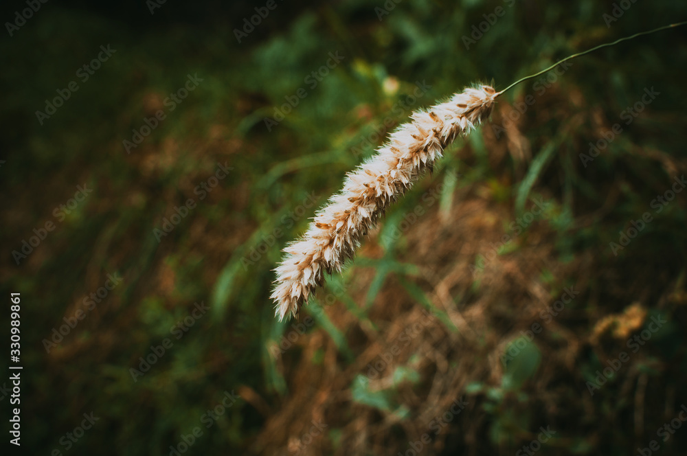 dry grass stem with fluffy inflorescence. Macro photography. Layout for design.