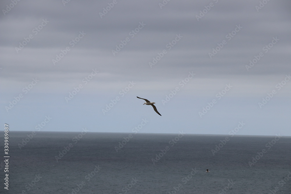 Fototapeta premium Albatros royal : Diomedea epomophora