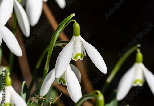 Snowdrop or common snowdrop (Galanthus nivalis) flowers