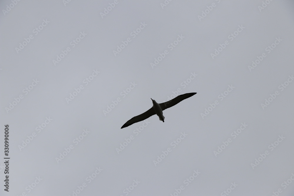 Albatros royal en vol: Diomedea epomophora Albatros royal en vol: Diomedea epomophora