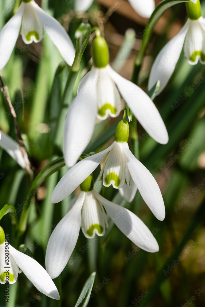 Snowdrop or common snowdrop (Galanthus nivalis) flowers Snowdrop or common snowdrop (Galanthus nivalis) flowers