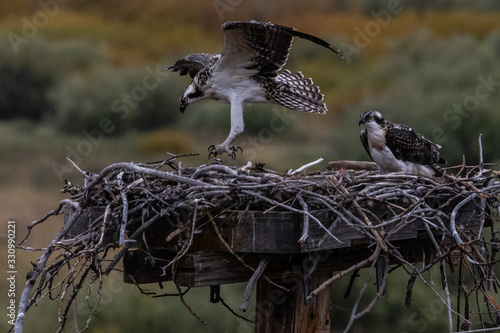 Billede på lærred nido di falco con due cuccioli