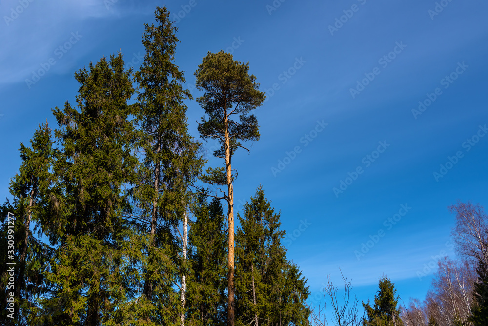 Springtime forest landscape at sunny day